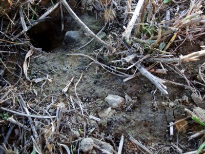 Hraboš polní (Microtus arvalis), trus | Common vole, scat