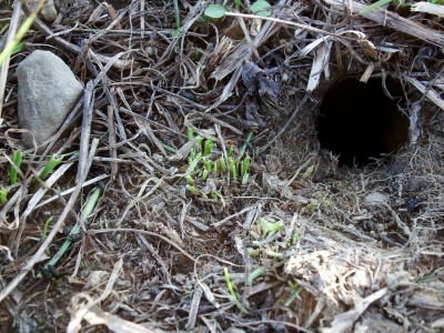Hraboš polní (Microtus arvalis), okousaná tráva | Common vole, chewed grass