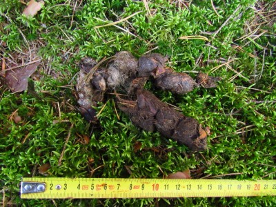 Vlk obecný, trus / Gray wolf, scat