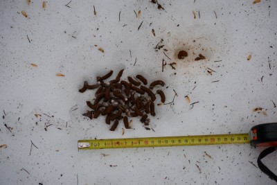 Jeřábek lesní, trus / Hazel grouse, droppings