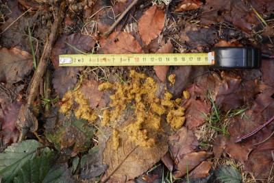 Jeřábek lesní, trus / Hazel grouse, droppings