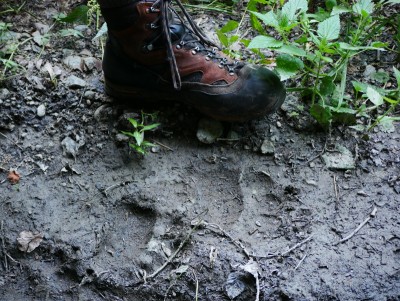 Medvěd hnědý (ursus arctos), stopa / Brown bear, track