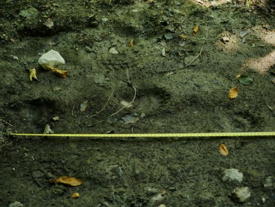 Medvěd hnědý (ursus arctos), stopa, mládě / Brown bear, track, young