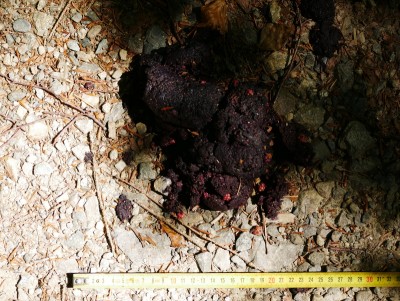 Medvěd hnědý (ursus arctos), trus / Brown bear, scat