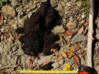 Medvěd hnědý (ursus arctos), trus / Brown bear, scat