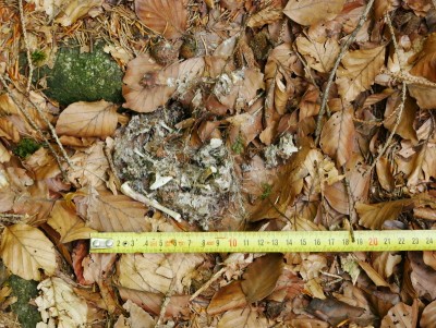 P1350468.JPG (380 KiB) Zobrazeno 13195 x Výr velký (bubo bubo), vývržek / Eagle-owl, pellet