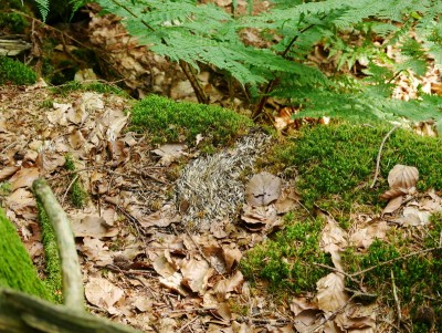 P1350473.JPG (444.39 KiB) Zobrazeno 13195 x Výr velký (bubo bubo), zbytky ježka. Poznámka: Ježci jsou pro výra velkého vcelku typickou kořistí a nález podobných zbytků naznačuje přítomnost této velké sovy. / Eagle-owl, hedgehog remains. Note: Hedgehogs are quite typical prey for eagle-owl and remains like these indicates presence of this large owl.
