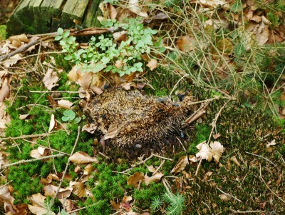 P1350487.JPG (469.98 KiB) Zobrazeno 13192 x Výr velký (bubo bubo), zbytky ježka. Poznámka: Ježci jsou pro výra velkého vcelku typickou kořistí a nález podobných zbytků naznačuje přítomnost této velké sovy. / Eagle-owl, hedgehog remains. Note: Hedgehogs are quite typical prey for eagle-owl and remains like these indicates presence of this large owl.