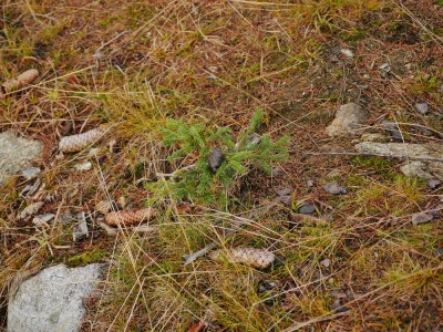 Liška obecná, trus/red fox, scat