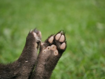 Kuna skalní, levá zadní tlapka/ marten, left hind paw