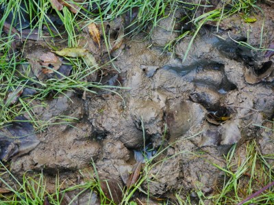 Bobří stopy / Beaver track