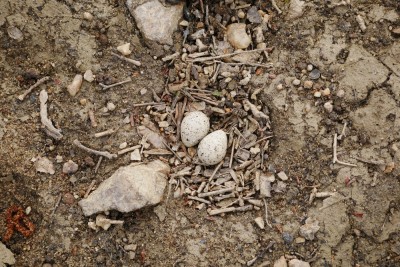 Kulík říční, hnízdo/ little ringed plover, nest