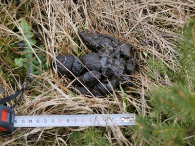 Vlk obecný, trus / gray wolf (canis lupus), scat