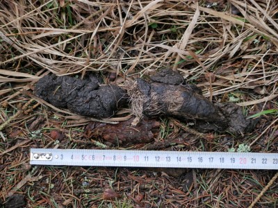 Vlk obecný, trus / gray wolf (canis lupus), scat