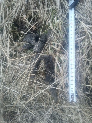 Vlk obecný, trus / gray wolf (canis lupus), scat