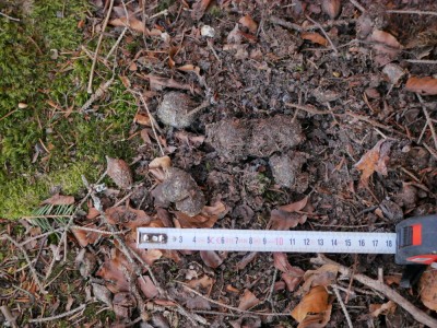 Rys ostrovid, trus / Lynx Lynx, scat