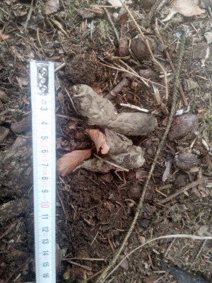 Rys ostrovid, trus / Lynx Lynx, scat