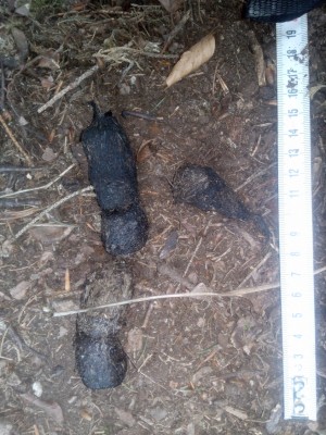 Rys ostrovid, trus / Lynx Lynx, scat