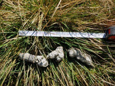 Vlk obecný, trus / gray wolf (canis lupus), scat