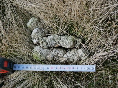 Vlk obecný, trus / gray wolf (canis lupus), scat