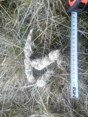Vlk obecný, trus / gray wolf (canis lupus), scat