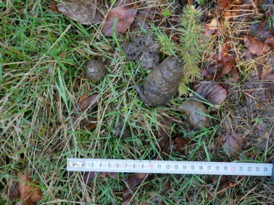 Vlk obecný, trus / gray wolf (canis lupus), scat