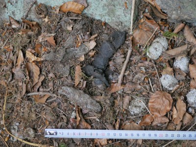 Rys ostrovid, trus / Lynx Lynx, scat