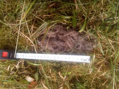Vlk obecný, trus / gray wolf (canis lupus), scat