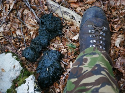 Medvěd hnědý (ursus arctos), trus / Brown bear, scat