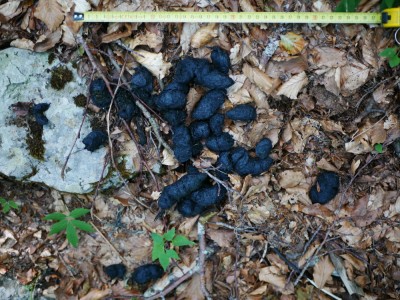 Medvěd hnědý (ursus arctos), trus / Brown bear, scat