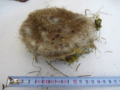 sýkora modřinka (Cyanistes caeruleus), hnízdo / Eurasian blue tit, nest