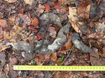 vlčí pobytové znaky - trus / gray wolf (canis lupus), scat