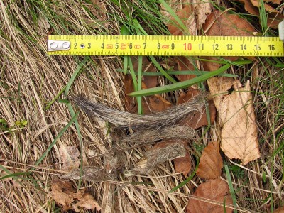 vlčí pobytové znaky - trus / gray wolf (canis lupus), scat