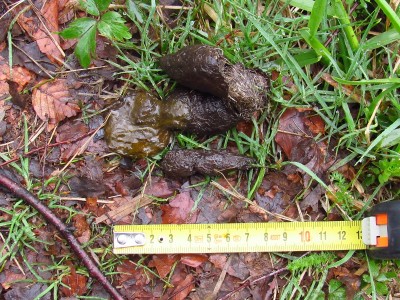 vlčí trus / gray wolf (canis lupus), scat