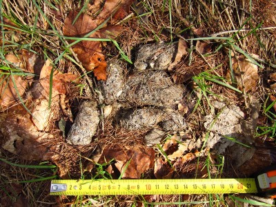 vlčí trus / gray wolf (canis lupus), scat
