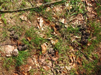 vlčí trus / gray wolf (canis lupus), scat