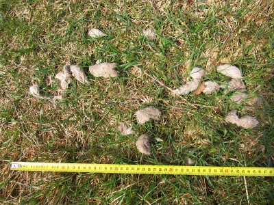 vlčí trus / gray wolf (canis lupus), scat