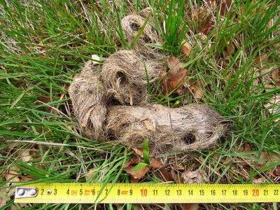 vlčí trus, všimněte si spousty chlupů z kořisti / gray wolf (canis lupus), scat. Notice lots of fur from prey
