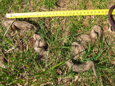 vlčí trus / gray wolf (canis lupus), scat