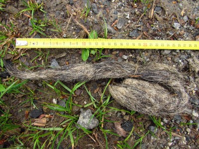 vlčí trus, velikost a velké množství chlupů pomáhá s určením / gray wolf (canis lupus), scat. Its size and lots of fur inside help with determination.