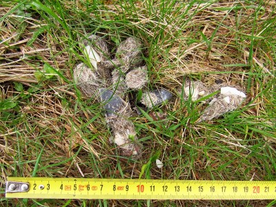 Vlk obecný, trus. Uvnitř viditelné spárky / gray wolf (canis lupus), scat. You can see pieces of roe deers hooves inside.
