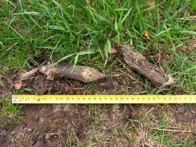 vlk obecný, trus. vlčí trus, velikost a velké množství chlupů pomáhá s určením/ gray wolf (canis lupus), scat
