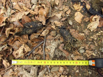 Vlk obecný, trus. / gray wolf (canis lupus), scat