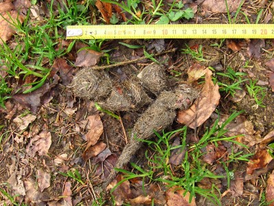 Vlk obecný, trus. / gray wolf (canis lupus), scat