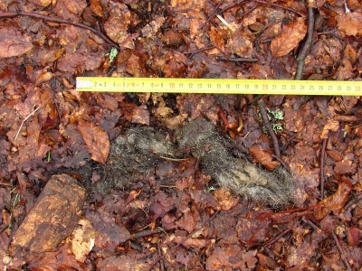 Vlk obecný, trus. / gray wolf (canis lupus), scat