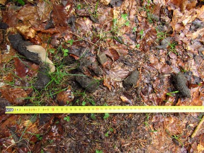 Vlk obecný, trus. / gray wolf (canis lupus), scat