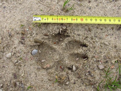 čerstvé vlčí stopy, jednotlivé otisky, písek / gray wolf (canis lupus), fresh tracks, sand