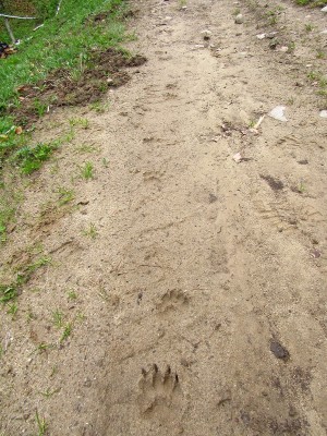 IMG_0924.JPG