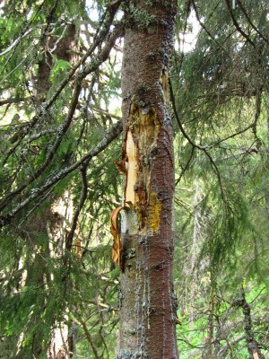 Medvěd hnědý (ursus arctos), značení teritoria / Brown bear, territorial marking