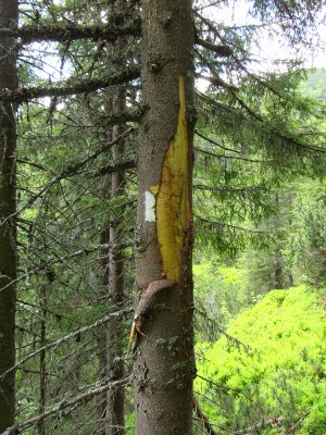 Medvěd hnědý (ursus arctos), značení teritoria / Brown bear, territorial marking